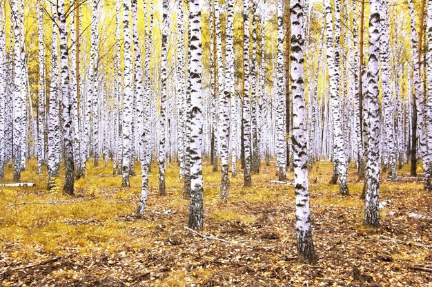 Photo forest autumn landscape with beautiful white birches