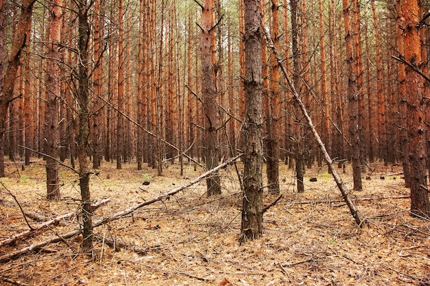 松のある森の秋の風景。 9月の松林