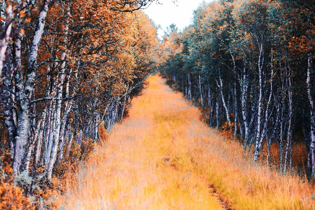 Forest autumn path landscape background hd