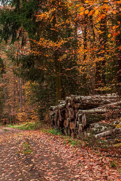 Forest in the autumn and path Nature during fall Poland