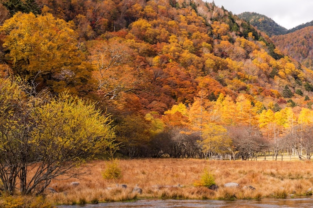 Foto foresta nella stagione autunnale