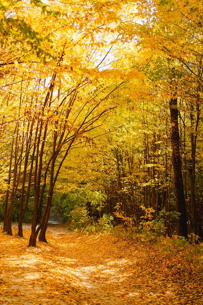 Forest autumn in sunny autumn weather autumn landscape autumn trees