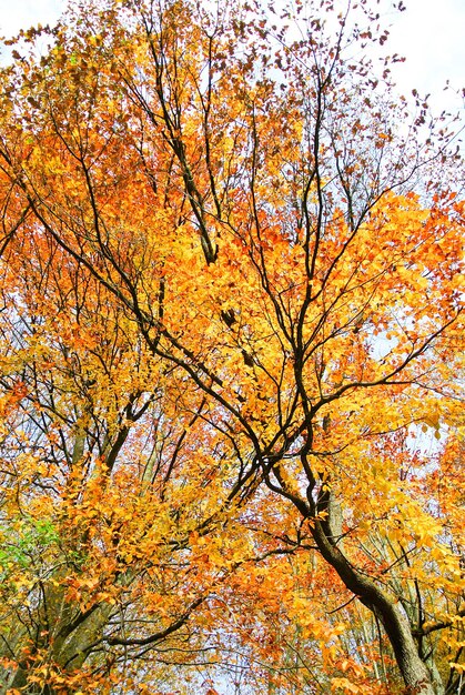 Foto foresta in autunno, alberi con foglie colorate gialle, arancioni, rosse, marroni, verdi, sulla montagna kozara