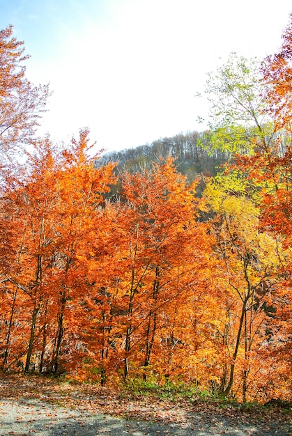 Forest in autumn, trees with colorful yellow, orange, red, brown, green, leaves, on mountain Kozara