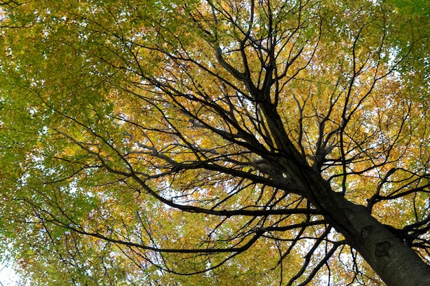 색깔의 나무가 있는 가을의 숲