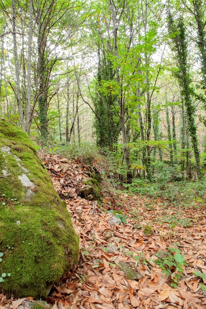 The forest in autumn with trees full of brown leaves