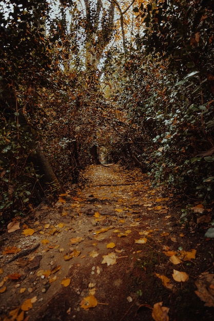 The forest in autumn