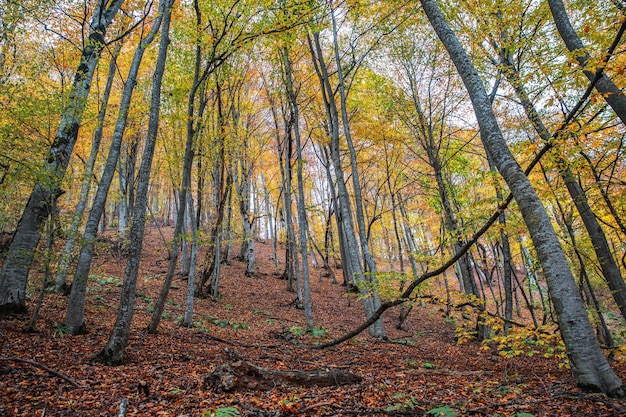 Лес в осень