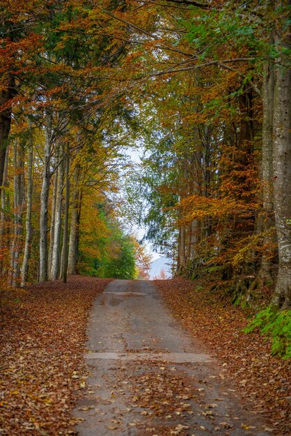 The forest in autumn