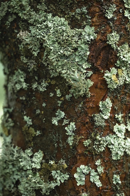 Foto sfondio forestale licheni colorati sulla corteccia degli alberi