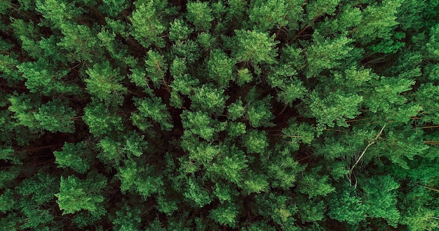 Foto sfondio forestale corone di pini verdi e lussureggianti