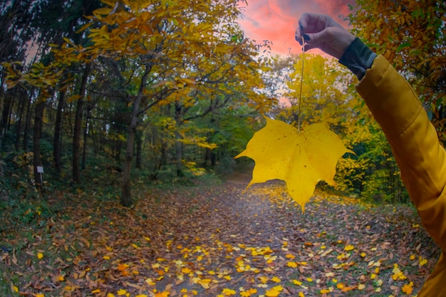 Forest background leaves color change autumn season Yenice Forest Karabuk Turkey