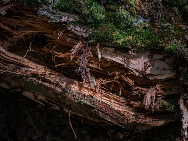 Forest background old log and moss