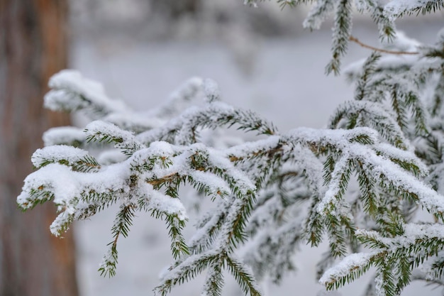 Forest background snow covered branches spruce