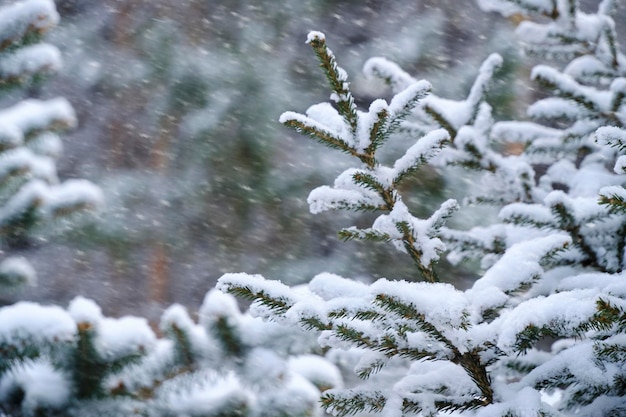 森の背景の雪に覆われたトウヒの枝と大雪