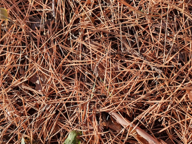 Photo forest background with cones needles