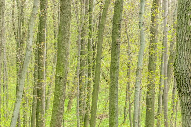 Forest background with green trees in spring.