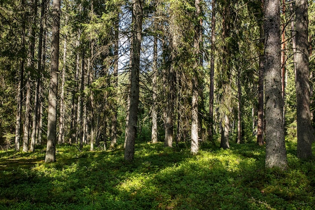 Sfondo della foresta. vista della natura dei boschi.