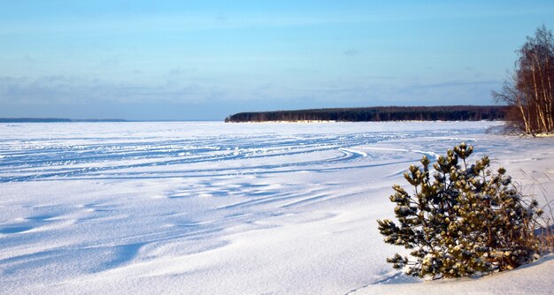 forest on the banks of the winter river