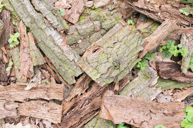 Priorità bassa di struttura di pezzi di corteccia di foresta