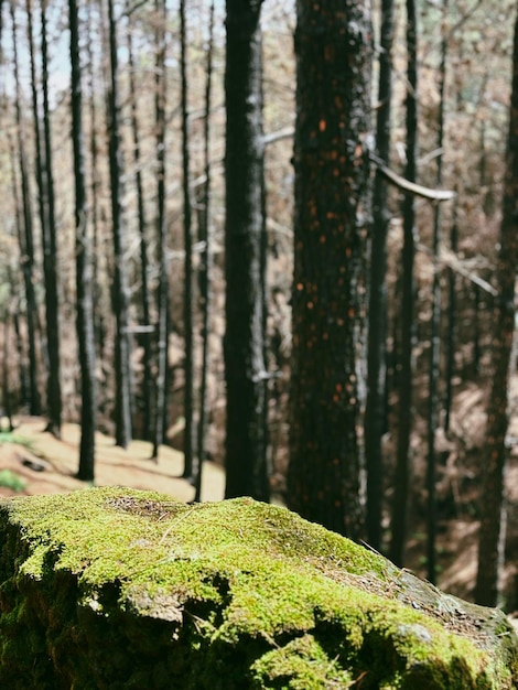 写真 緑の木々と高い木の森の美しい風景 森と国立公園の概念 景色の良い場所 山のライフスタイル 荒野の風景 目的地 環境と環境