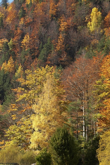 Photo forest of beech and fir trees in autumn