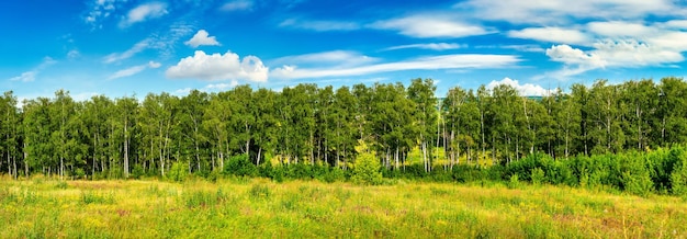 Photo forest belt line