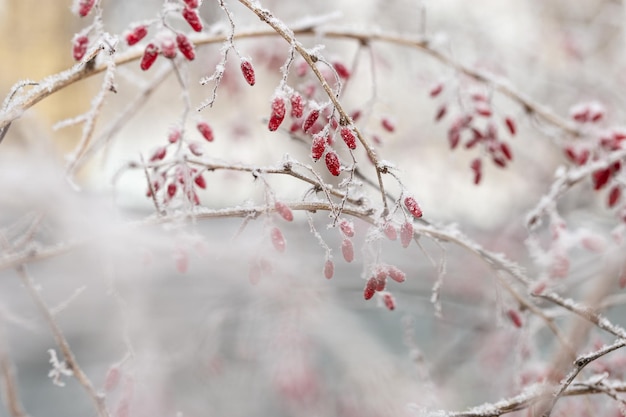 Forest berries of barberry branch covered hoarfrost closeup Natural landscape snowy winter