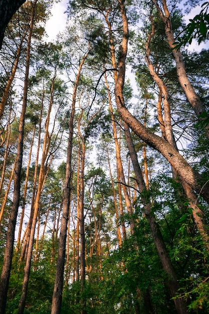 Forest, big trees and pines.