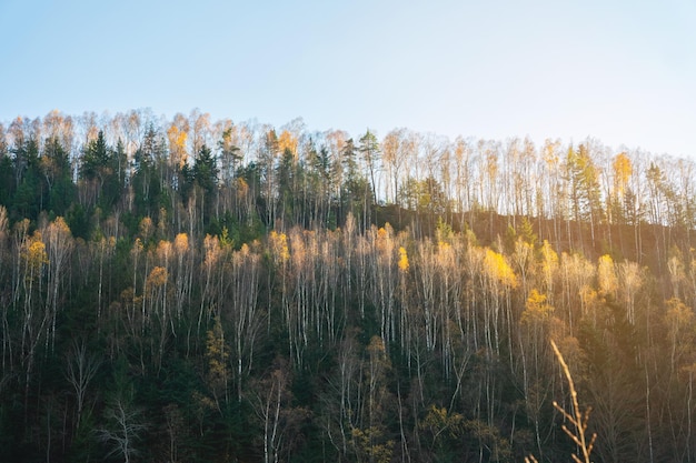 秋の晴れた日に青い空を背景に白樺の森 カルパティア山脈の山で育つ背の高い白樺の木のグループ