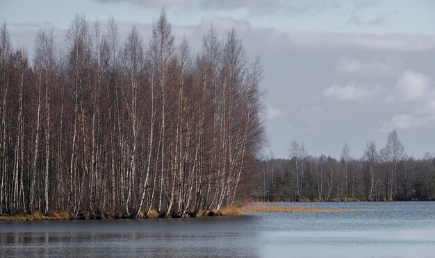 Forest of birches on the lake shore in autumn. Landscape Harsh northern nature. Lake Khepojarvi, Leningrad Region Toksovo.