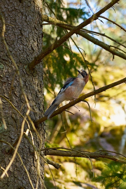 A forest bird sits on a tree branch in the forest