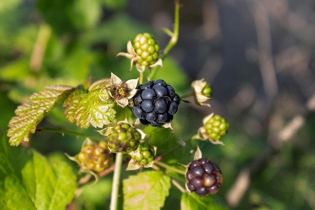 Forest BlackBerry berries on the background of foliage