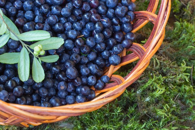 Forest blueberries in a wicker basket