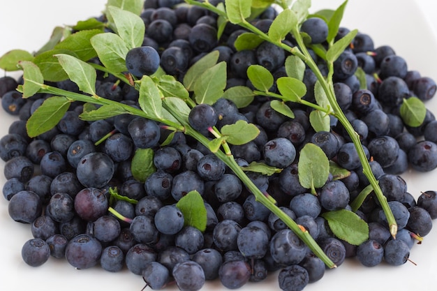 Forest blueberries with green leaves on white