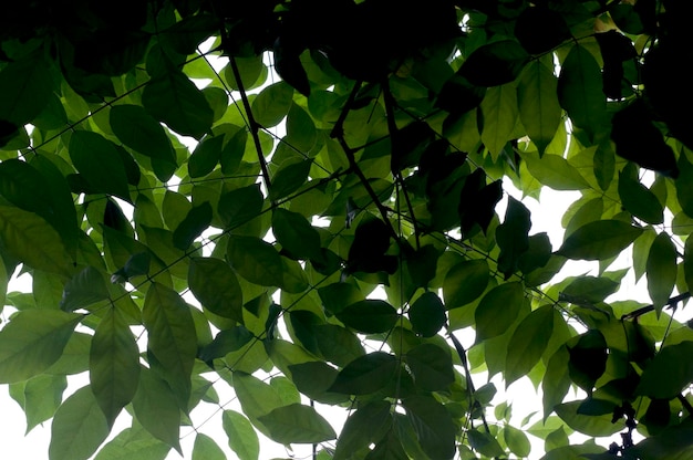 Forest branches emerging emerald green green leaves