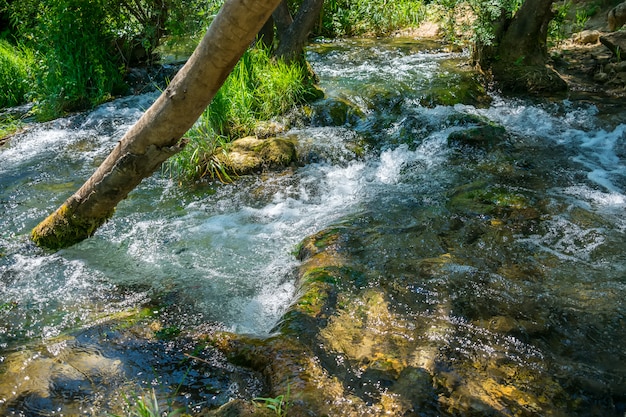 forest brook flows among the tree trunks and falls down from the high waterfall.