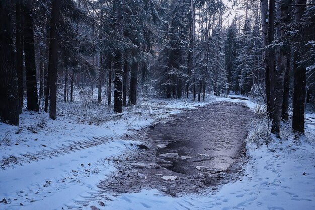 湖畔の森、冬の風景、透明な氷の自然の景色