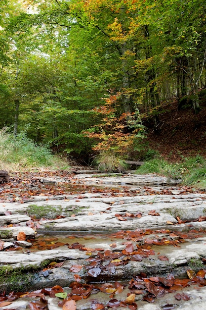 Forest by the river at autumn