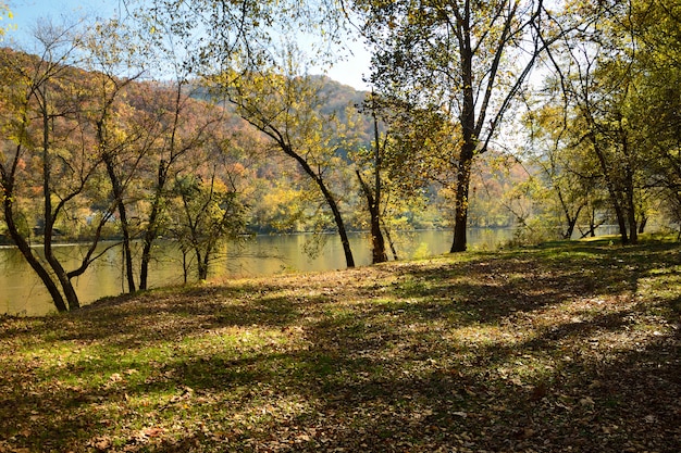 Forest by a river