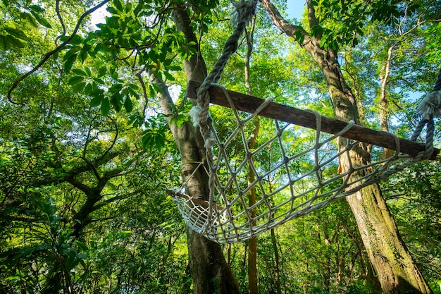 Forest cabin tree hammock rest forest