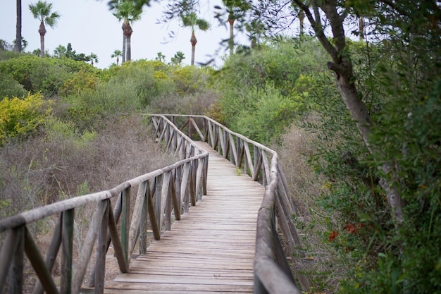 Foto la passerella del baldacchino della foresta un'avventura emozionante