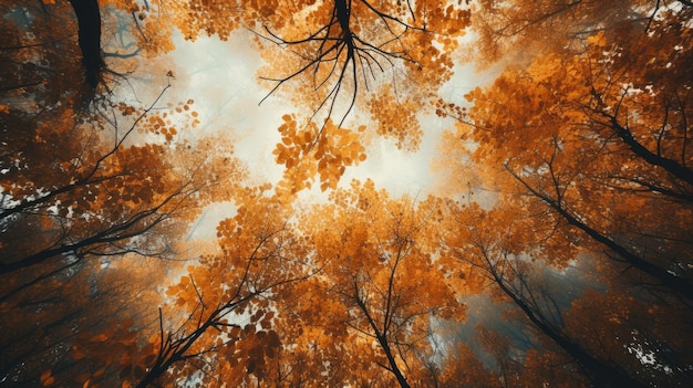 葉が茂る秋の森の天蓋 底面図 生成 AI