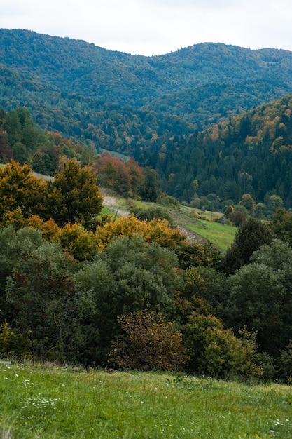 Foto foresta nei carpazi