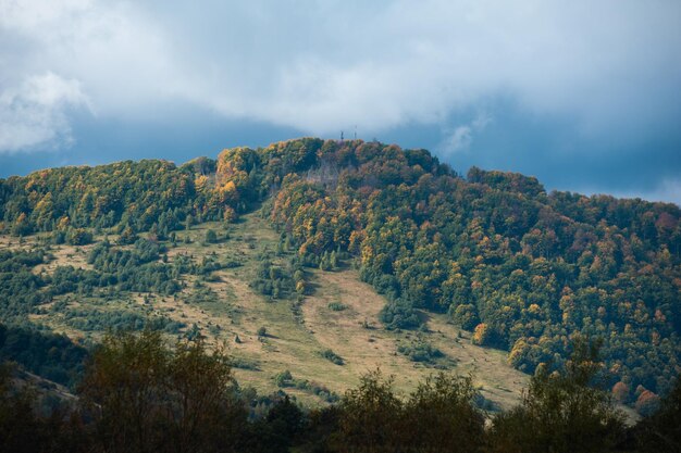 Forest in the carpathian mountains