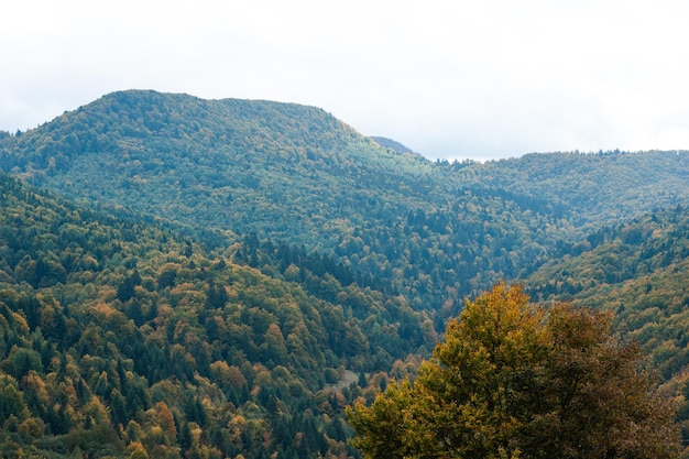 Forest in the carpathian mountains