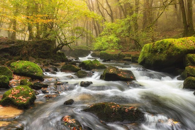 Forest Cascade