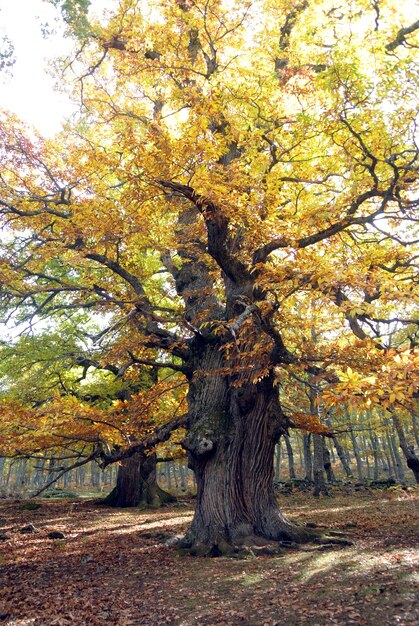 Forest castar in autum