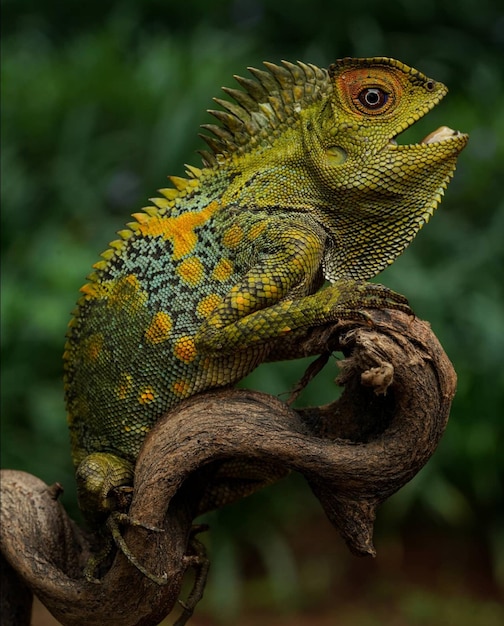 Photo the forest chameleon is a rare species of chameleon found in the tropical regions of indonesia