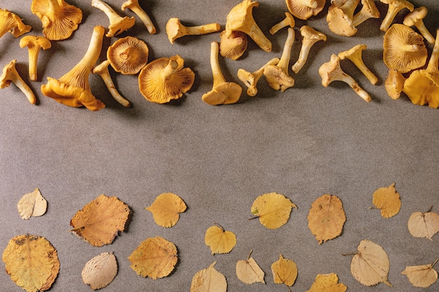 Forest chanterelle mushrooms